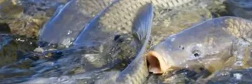 Budidaya Ikan Mas Bagi Pemula Berbagai Media