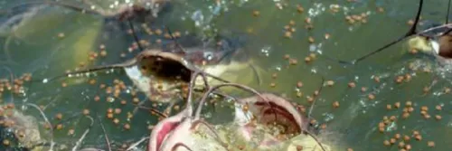 Keuntungan Penggunaan Probiotik pada Pakan Lele