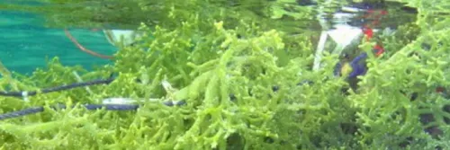 Pengaruh Global Warming terhadap Hasil Budidaya Komoditas Rumput Laut di Teluk Seriwe Kabupaten Lombok Timur