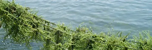 Begini Caranya Memanen Rumput Laut dengan Benar