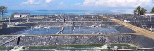 10 Pilihan Mineral untuk Tambak Udang Vaname