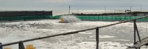 Tips Singkat Bertambak Udang di Musim Hujan