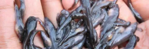 Cara Memberi Pakan Bibit Lele Agar Cepat Besar