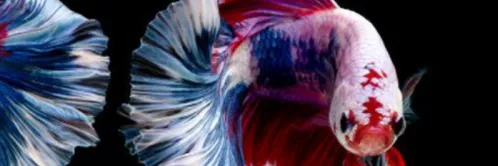 Persiapkan 10 Peralatan Ini Sebelum Pelihara Ikan Cupang