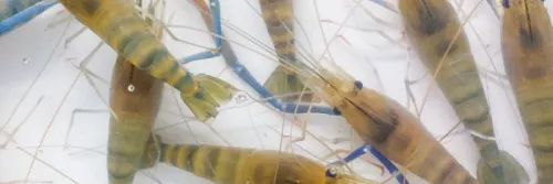 Mempersiapkan Tambak dan Manajemen Pakan Udang Galah