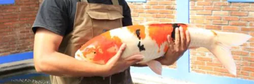 Cara Menyeleksi Induk Koi yang Sudah Matang Gonad