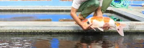 Tiga Proses Pemijahan Ikan Koi