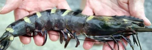 Pemijahan Udang Windu Tanpa Ablasi