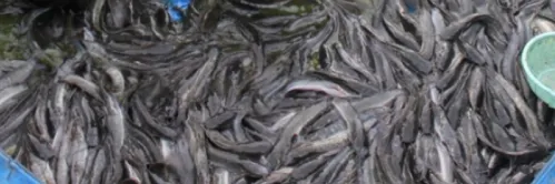 Langkah Mudah Menjaga Kualitas Air Kolam Ikan Lele