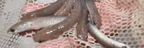 Cara Menebar Benih Ikan Gabus