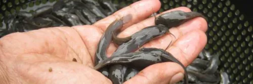 Faktor Penting Dalam Teknik Penebaran Benih Ikan Lele