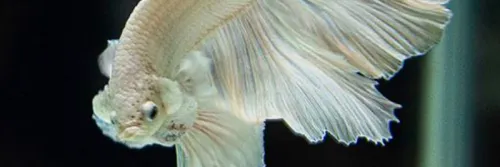 Cara Pembenihan Budidaya Ikan Cupang