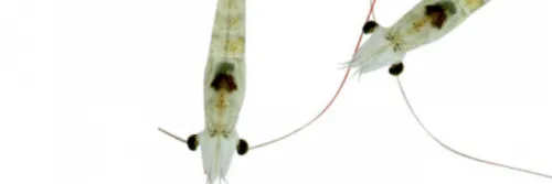 4 Pilihan Pakan untuk Benur Udang Vaname Tumbuh Optimal