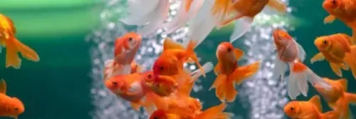 Apakah Ikan Mas Koki Bisa Hidup Tanpa Aerator?