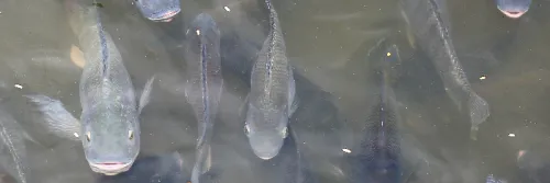 Kriteria Pakan yang Bagus untuk Ikan Nila