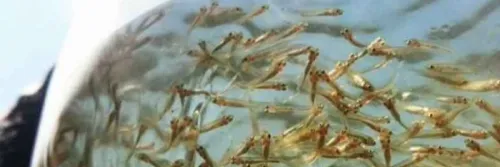 Pemupukan dan Penumbuhan Pakan Alami Bandeng