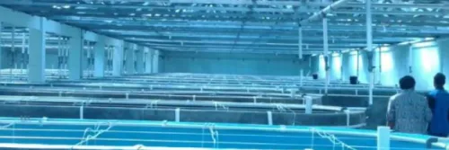 Biosekuriti Instalasi Pembenihan Udang Windu