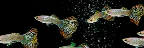 Gupi, Spesies Ikan Khas Indonesia yang Ternyata Berasal dari Benua Amerika