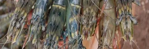 Panduan Lengkap Cara Sukses Pembenihan Udang Windu Bagi Pemula dengan Mudah