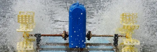 10 Probiotik Berkualitas untuk Budidaya Udang Vaname Maksimal