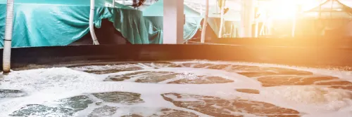 Peneliti IPB University Ciptakan Teknologi Budidaya Udang, Mampu Hasilkan 130 Ton per Hektar