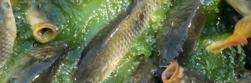 Cara Budi Daya Ikan Mas Sesuai Jenis Kolam yang Digunakan