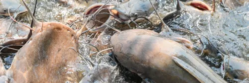 Ketahui Ukuran Pakan Pelet yang Sesuai dengan Bukaan Mulut Ikan Lele Anda