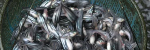 Membuat Kolam Terpal Pendederan Ikan Patin