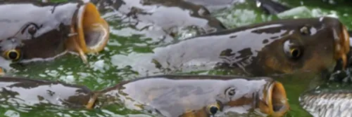 Teknis Pembenihan dan Pendederan Ikan Mas