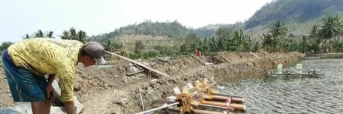 Budidaya Udang Windu Bersama Bandeng