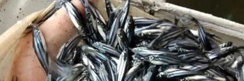 Penebaran Benih Ikan Patin