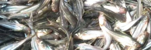 Persiapan Pembenihan Ikan Patin