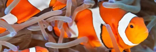 30 Varian Ikan Nemo Telah Dibudidaya dengan Metode Kawin Silang