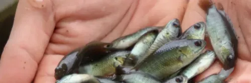 Kampung Budidaya Papuyu, Melestarikan Komoditas Endemik