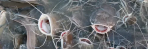 Pilihan Pakan Pelet yang Tepat, agar Lele Tumbuh Sehat