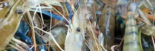 Udang Galah: Lebih Singkat dengan Biofloc