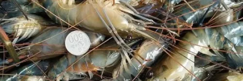 Udang Galah: Kiat Menjadi 50%