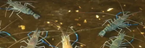 Proses Pembenihan Udang Galah yang Baik dan Benar