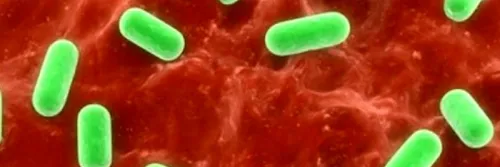 Mekanisme Kerja Bakteri