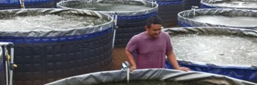 Raup Cuan Lewat Budidaya Nila Merah dengan Bioflok di Bogor, Begini Caranya