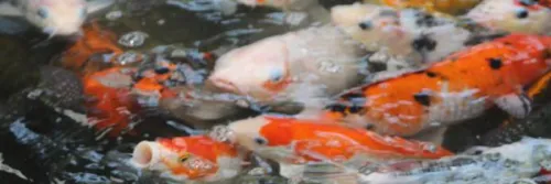 Desa Sumberdodol Magetan Bakal Jadi Sentra Budidaya Ikan Koi