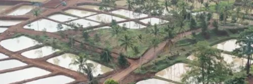 Persiapan Kolam Tanah untuk Budidaya Ikan