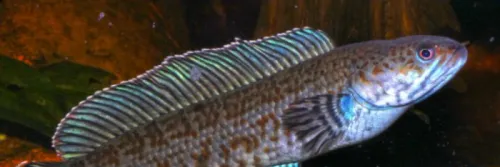 Rekomendasi Pakan Terbaik untuk Ikan Channa Peliharaan Anda