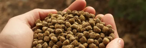 Ketahui Kualitas Fisik Pakan, untuk Performa Budidaya