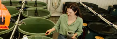 Tepung Maggot BSF Potensial Digunakan untuk Barramundi dan Lobster Air Tawar