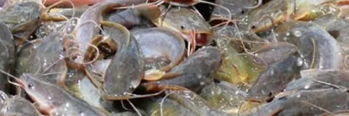 Cara Panen Lele yang Dibudidayakan dengan Bioflok