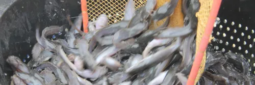 Plus Minus Pelet Benih Pengganti Cacing Sutra