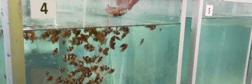 Jaga Kelestarian Ikan Nemo di Alam Melalui Budidaya