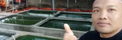 Kupas Tahapan Teknis Pembesaran Lele