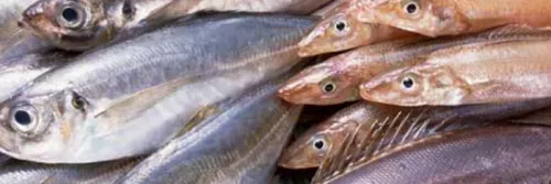 Panduan Memasak Ikan yang Tepat untuk Bayi